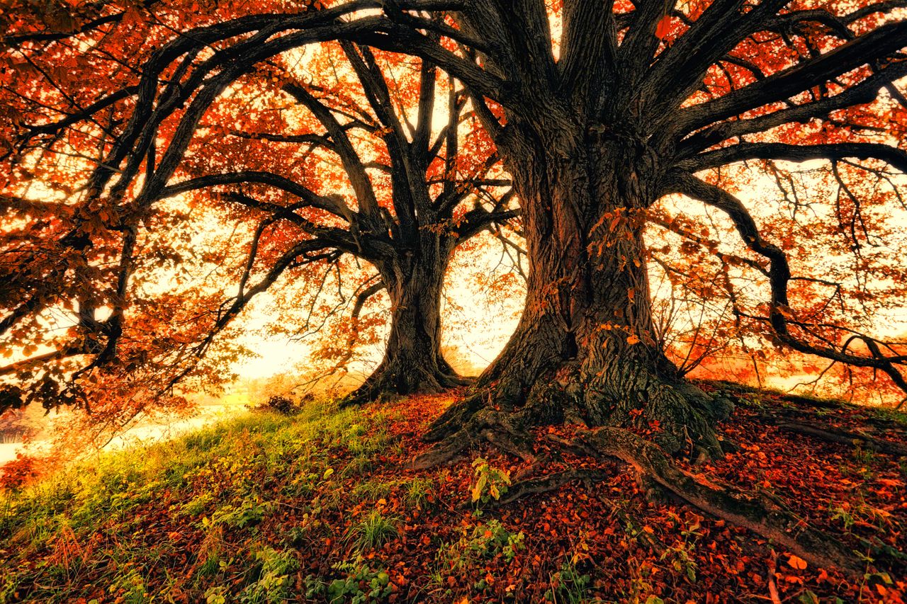Stunning autumn landscape with towering trees and colorful foliage under warm sunlight.