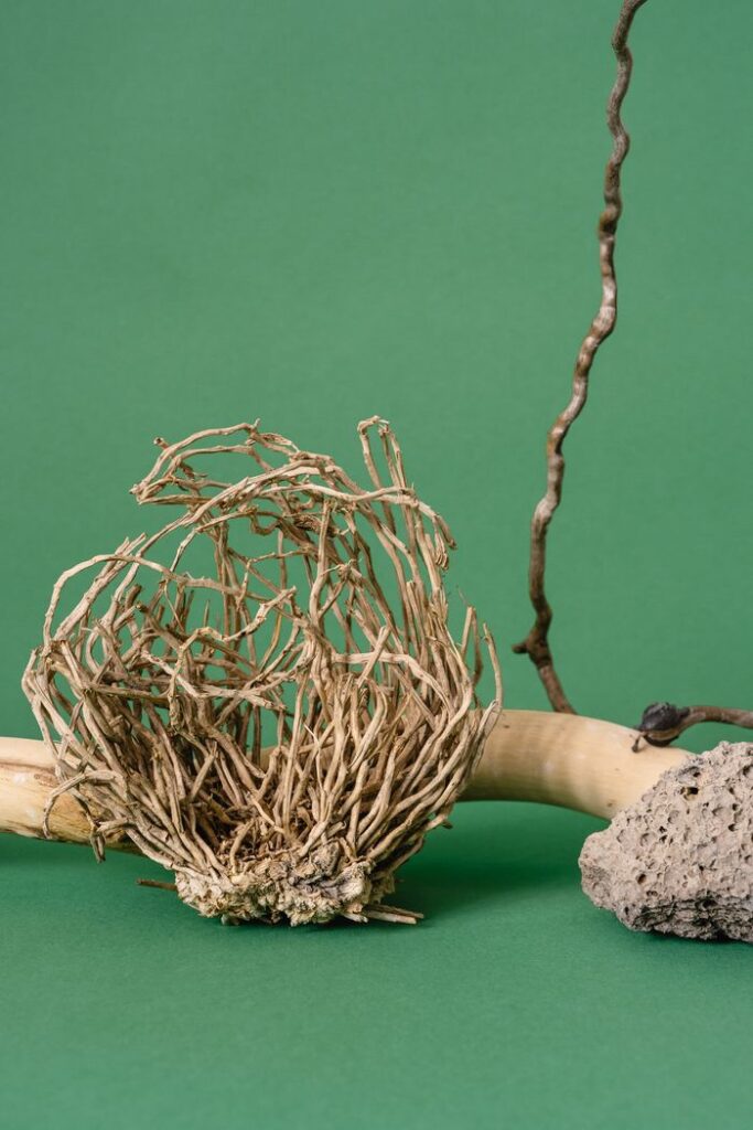 Mastering the First Impression: Your intriguing post title goes here Abstract arrangement of dry roots, wood, and stone on a green background.