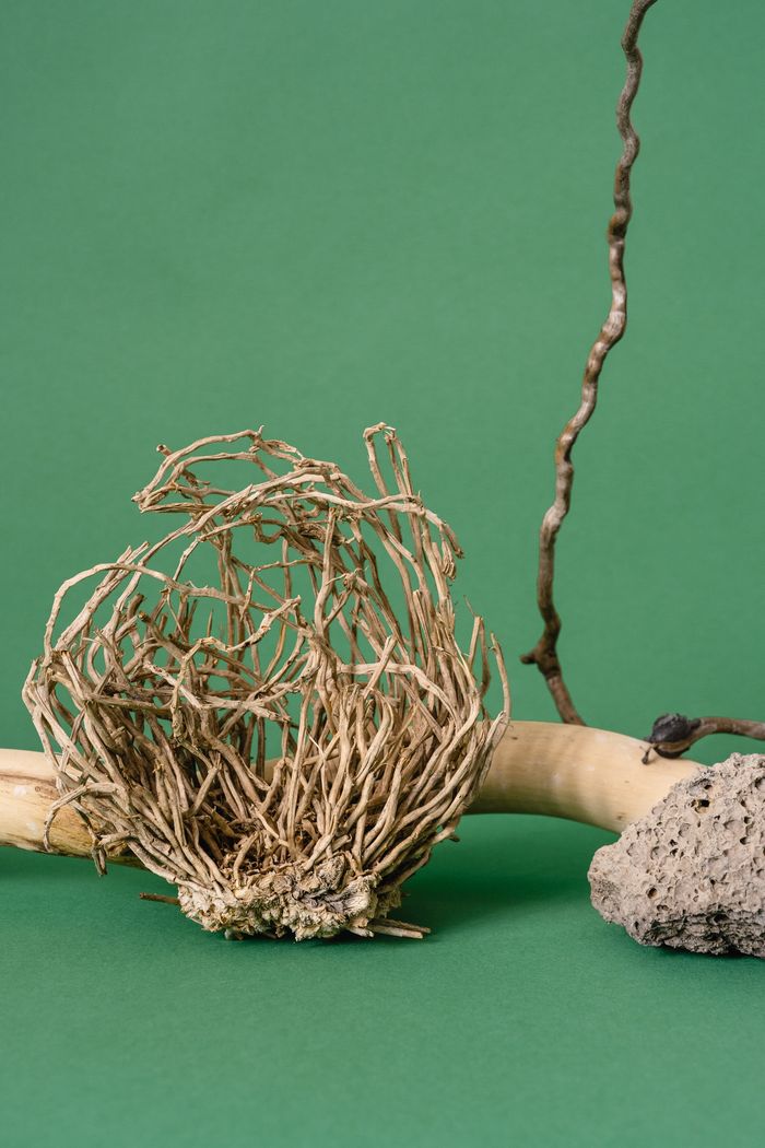 Mastering the First Impression: Your intriguing post title goes here Abstract arrangement of dry roots, wood, and stone on a green background.
